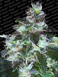 Paradise Seeds Original White Widow (IBL) Feminised