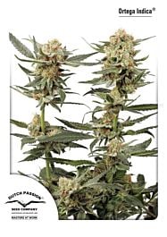 Dutch Passion Ortega Indica Feminised