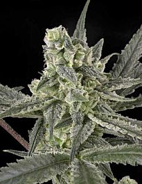 Ripper Seeds Old School Feminized