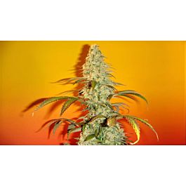 Mosca Seeds Old Time Bubba Kush Regular