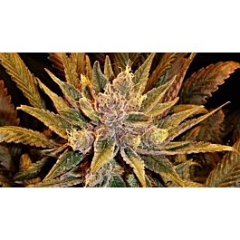 Mosca Seeds Old Time Moonshine Regular
