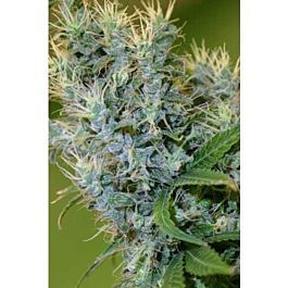 Centennial Seeds Otto #1 Regular