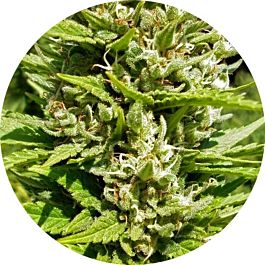 Top Tao Seeds Outdoor Mix Regular