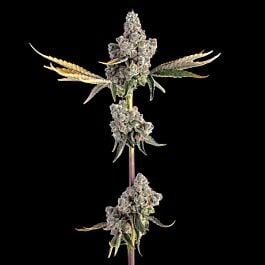 Overtime Feminized - Happy Valley Genetics