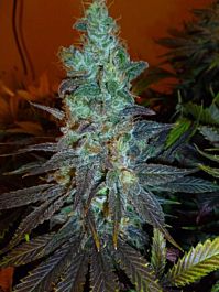 Next Generation Grapegod Feminized
