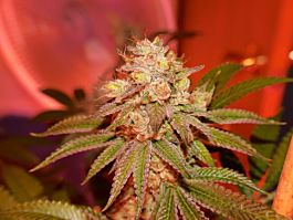 SINCITY Seeds Blue Lime Pie Regular
