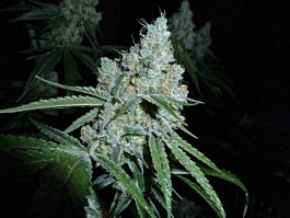 Bodhi Seeds Love Triangle Regular