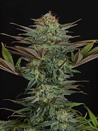 Mr Nice Seedbank NL5 x Skunk Regular