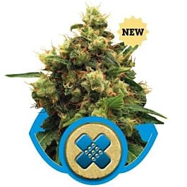 Royal Queen Seeds Painkiller XL Feminized