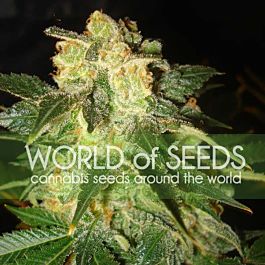 World of Seeds Pakistan Ryder Auto Feminized