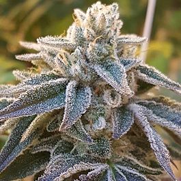 Rare Dankness Seeds Pamelina Regular Cannabis