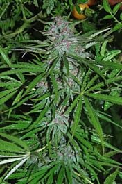 CannaBioGen Panama Regular