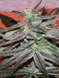 CannaBioGen Panama D.C. Regular