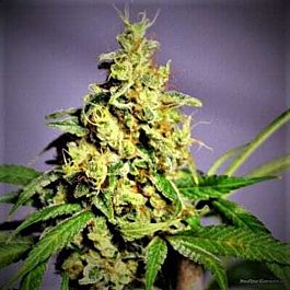 Norstar Genetics Panama Jack Regular