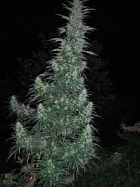 Flash Auto-Flowering Seeds Panama Lime Auto Feminized