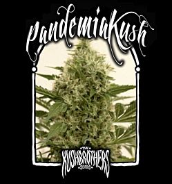 The Kush Brothers Pendemia Kush Feminized