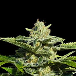 EVA Female Seeds Papa's Candy Feminized