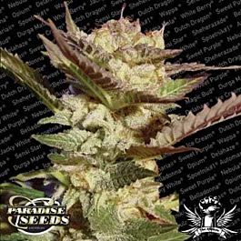 Paradise Seeds Durga Mata Feminised