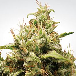 Paradise Seeds Opium Feminised