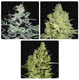 Paradise Seeds Sativa Champion Pack