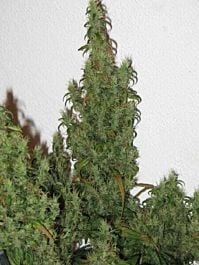 Reserva Privada Apollo 13 Sativa Regular
