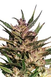 Dutch Passion Passion #1 Regular