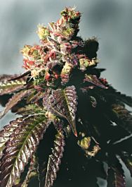 Cali Connection Passion Berry (The Gold Line) Feminized