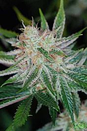 TGA SubCool Genetics Pandora's Box Regular