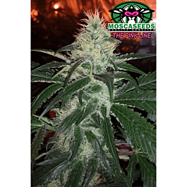 Mosca Seeds Pink Bubble Gum Regular