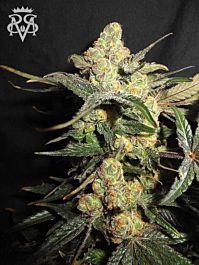 SICK MEDS Psycho Crack Feminized