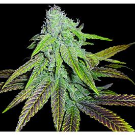 DNA Genetics Limited Collection P.C.K. Regular