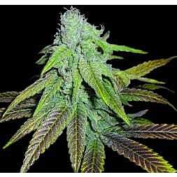 Bodhi Seeds Lion's Milk Regular