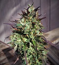Purple Caper Seeds Chocolate Hashberry Regular