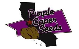 Purple Caper Seeds Outdoor Mixed Pack Regular