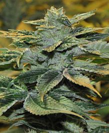 Gage Green Seeds Pepe Le Dank Regular