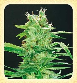 De Sjamaan Seeds Peace Maker Regular