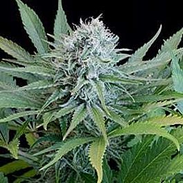 G13 Labs Peach Puree CBD Feminized