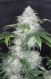 Gage Green Seeds Pepe Le Chem Regular