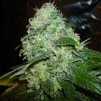 Reeferman Seeds Petrolia Headstash Regular