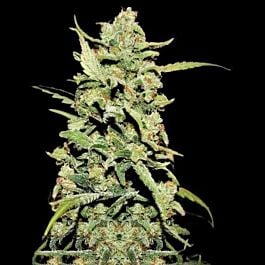 Barneys Farm Peyote Critical Feminized