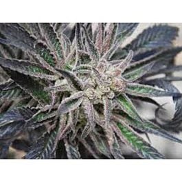 CannaBioGen Peyote Purple Regular