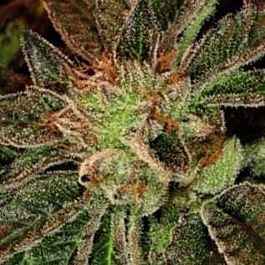 Grand Daddy Purp Genetics Phantom Kush Regular