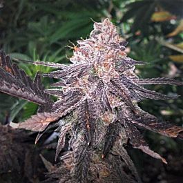 Grand Daddy Purp Genetics Phantom Cookies Regular