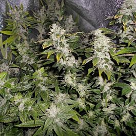 Pheno Finder Seeds Sour Walker Feminized