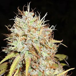 Phoenix Seeds Amnesia Express Auto Feminized