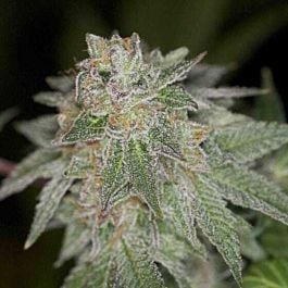 Archive Seeds Pie Face Regular