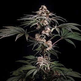 Pilot Feminized