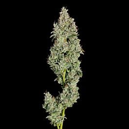 Pineapple Daddy Autoflower - Happy Valley Genetics