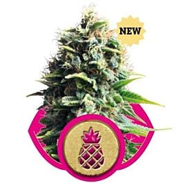 Royal Queen Seeds Pineapple Kush Feminized