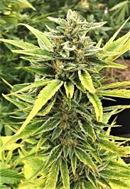 Mosca Seeds Pineapple Mayhem Regular